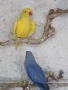 Продавам папагали малък АЛЕКСАНЪР , снимка 3