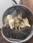 Британски / шотладски котенца , снимка 1