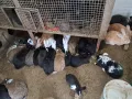 Продавам зайци , снимка 5