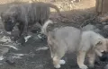 Свободни кутрета 2 момичета , снимка 3