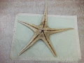 Звезда морска - 7, снимка 1
