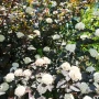 Физокарпус Диабло, Physocarpus Opulifolius Diablo, снимка 7
