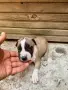 Питбул. Pitbull, снимка 4