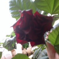 Китайска роза червена, снимка 3 - Стайни растения - 33884941