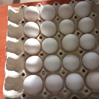 Предлагам разплодни яйца от Бял легхорн., снимка 2 - Кокошки и пуйки - 44559631