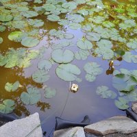 Водни лилии , снимка 2 - Градински цветя и растения - 40178587