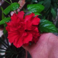 Китайска роза цвят червен пълен кичест , снимка 6 - Стайни растения - 39052746