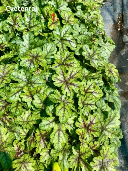 Колекция Хойхерели, снимка 1