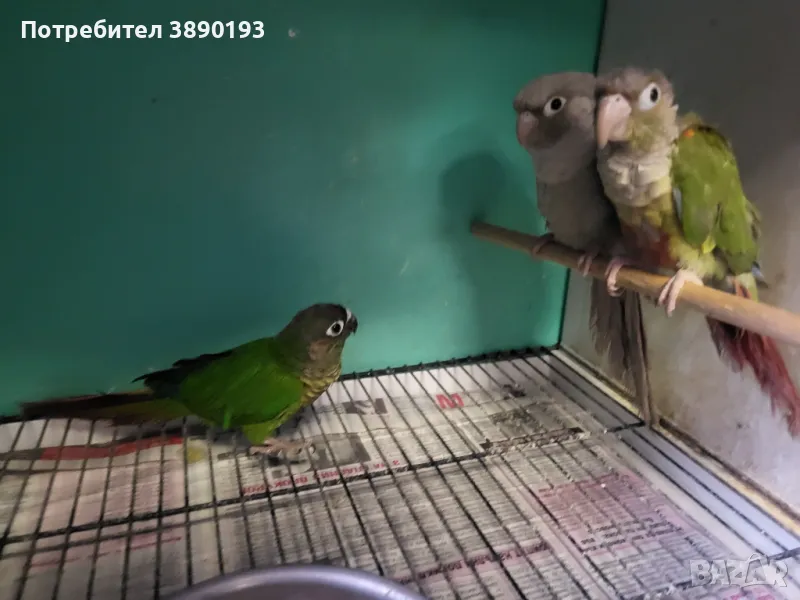 Папагали пирура, снимка 1