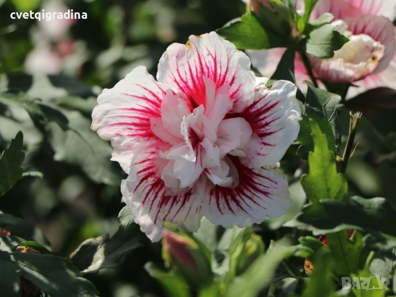 Hibiscus Starburst  (Хибискус Избухнали звезди), снимка 1