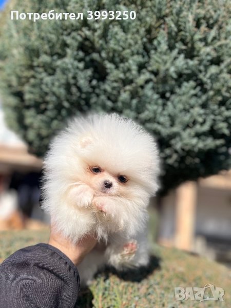 Мини мини Померан, снимка 1