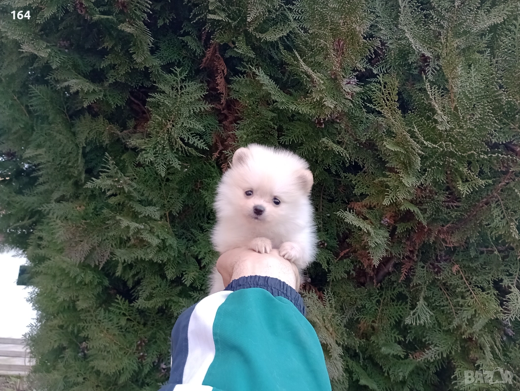 Померани. Реални снимки от 22.12.25, снимка 1