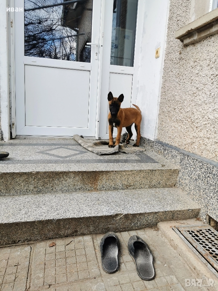 продам белгийски овчарки малиноа , снимка 1
