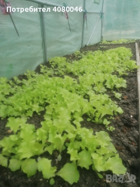 Разсад зелена салата, снимка 1