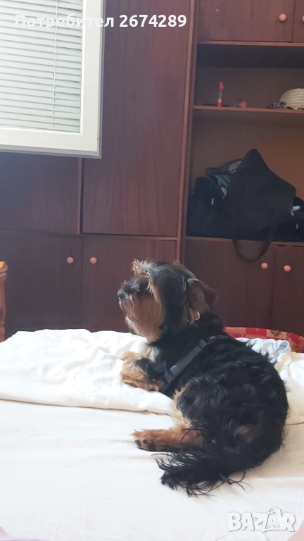 Мъжко Йорки търси партньорка., снимка 1