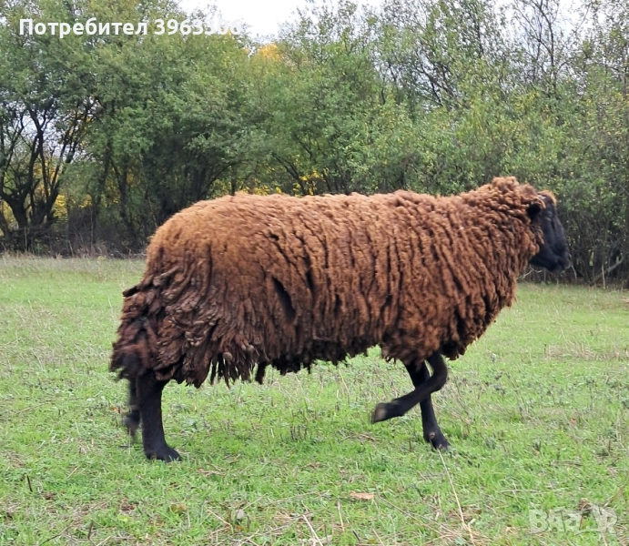 продавам коч на година и осем месеца, снимка 1