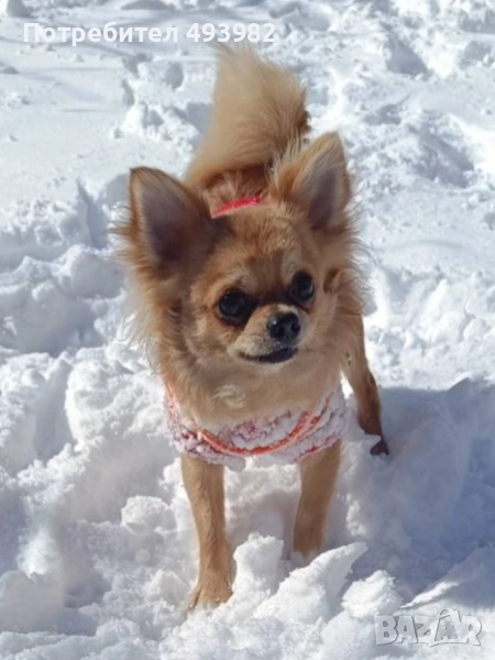 Чихуахуа на две години, търси своята дама., снимка 1