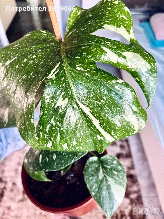 Monstera Thai constellation , снимка 1