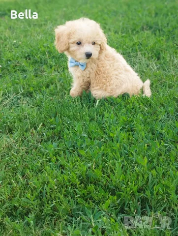 Малтипу/Maltipoo , снимка 7 - Пудели - 55911428