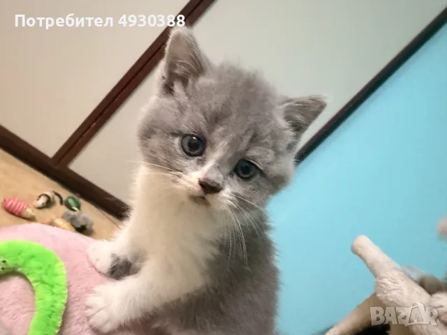 Британски късокосмести смесени , снимка 4 - Британска късокосместа - 55969992