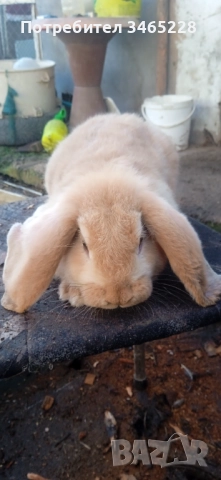 Мъжко кочовато зайче , снимка 2 - Други - 52882688