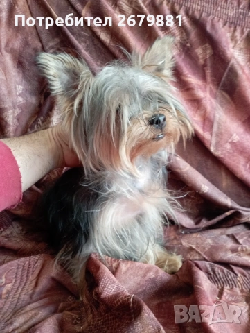 Йоркширски териер , снимка 5 - Йоркширски териер - 53785393