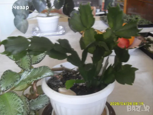 Продавам цвете "ЕПИСЦИЯ" и "КОЛЕДЕН КАКТУС", снимка 3 - Стайни растения - 48914931