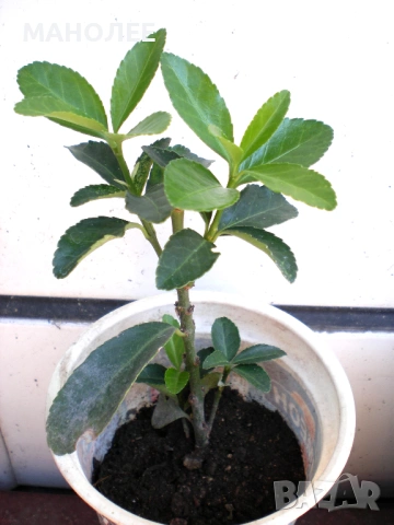 👌🎁💐 Евонимус 🪴🎁💐, снимка 2 - Градински цветя и растения - 53441276