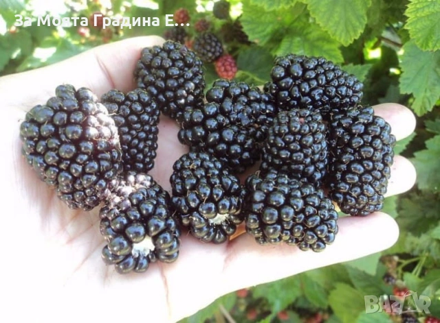 Къпина - Астерина, снимка 2 - Градински цветя и растения - 53634531