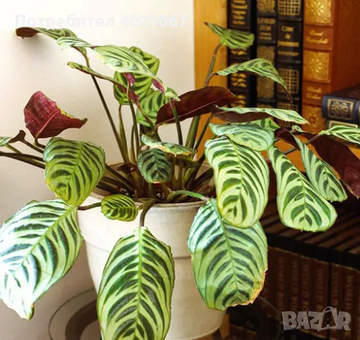 стайно растение в саксия