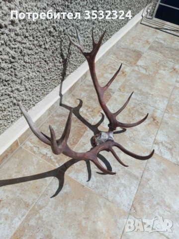 Продавам рога от елен
