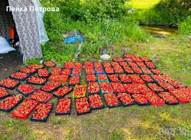 градински разсад, снимка 5 - Градински цветя и растения - 53715877