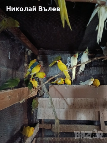 Какарикита , снимка 6 - Папагали - 52822909