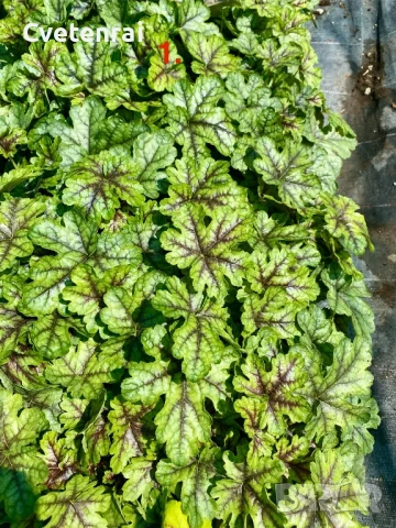 Колекция Хойхерели, снимка 1