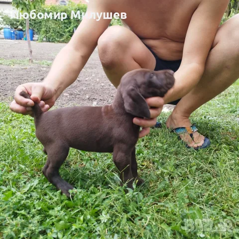 Курцхарчетаостанаха две женски, снимка 2 - Курцхаар - 56061474