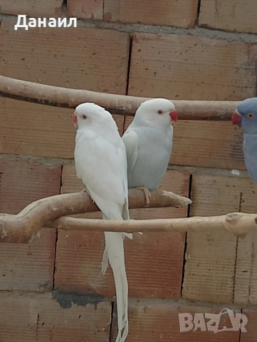 Малък Александър , снимка 6 - Папагали - 53794736