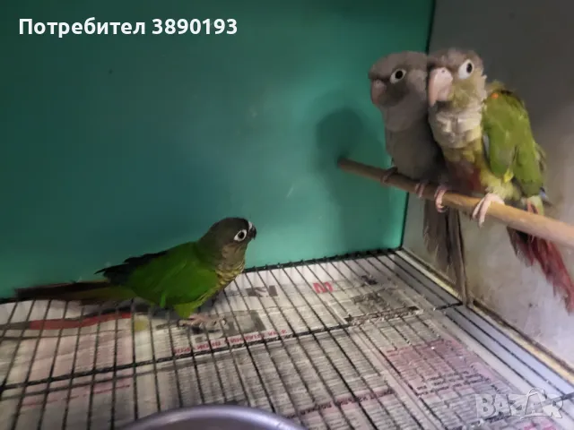 Папагали пирура, снимка 1
