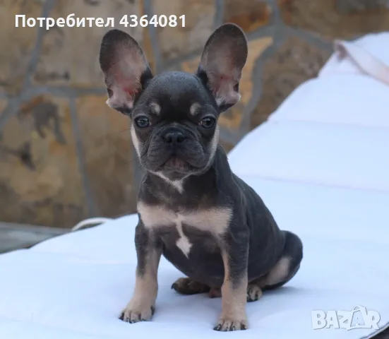 Френски булдог бебе 