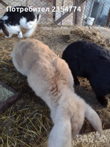 заици, снимка 2 - Други - 48870290