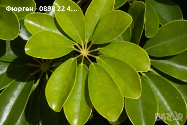 Шефлера (Schefflera), снимка 2 - Разсади - 53407578