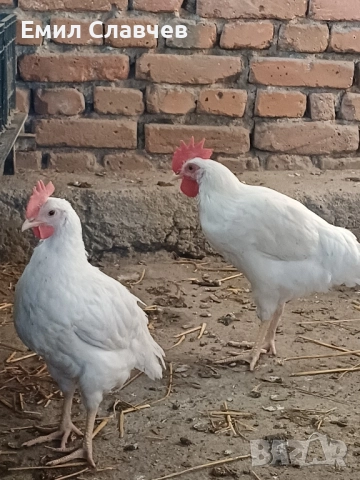 Продавам петлета бял Легхорн, снимка 4 - Кокошки и пуйки - 51583637