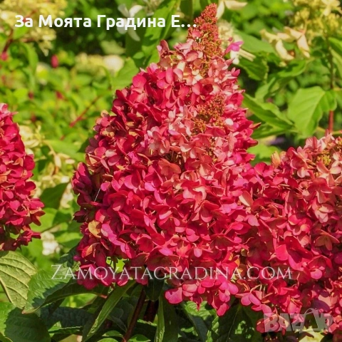 Хортензия Paniculata red, снимка 3 - Градински цветя и растения - 53624069