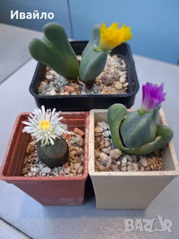 Живи камъчета - Lithops