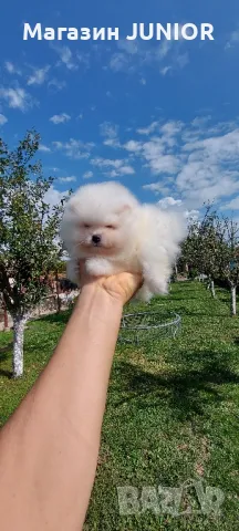 померан момче