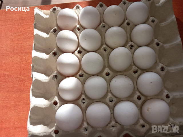 Предлагам разплодни яйца от Бял легхорн., снимка 2 - Кокошки и пуйки - 44559631
