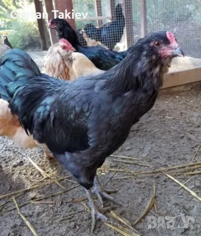 Яйца от Амераукана и Араукана , снимка 5 - Кокошки и пуйки - 49225762