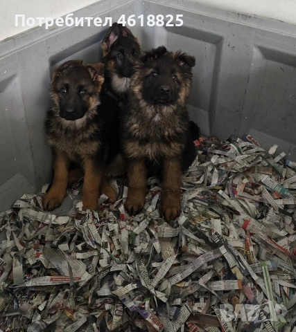 Немски овчарки Топ, снимка 4 - Немска овчарка - 53389024