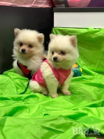 Померан , снимка 1