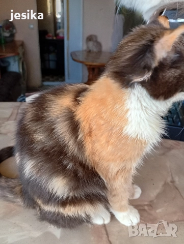 малки сладки котенца полуперсийчета , снимка 10 - Други - 52403277