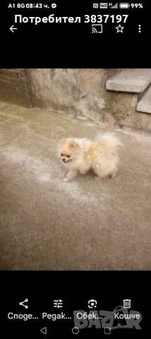 мъжки на 2 години , снимка 4 - Померан - 49886922